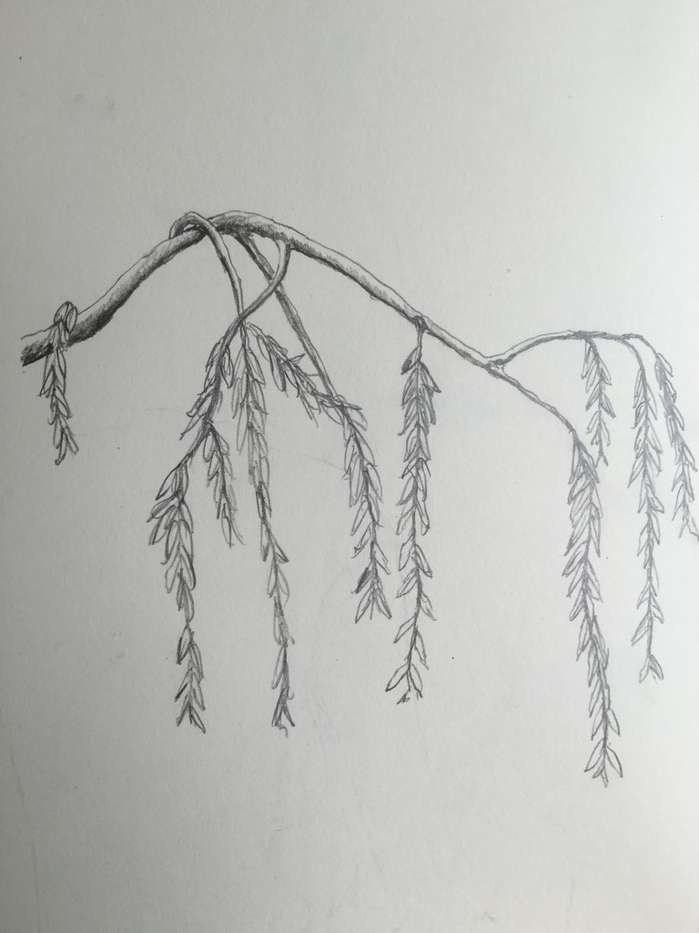 Willow - Pencil on Paper